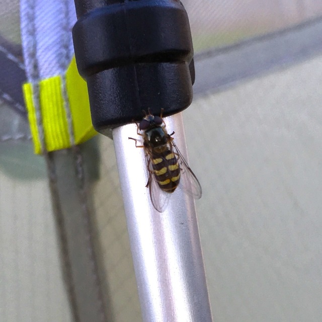 A wasp-lookin hoverfly sitting on our tent pole